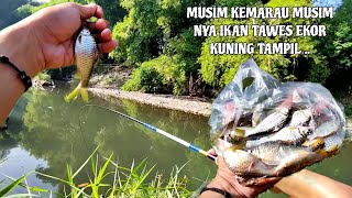 LAGI MUSIM IKAN TAWES EKOR KUNING || GERCEP LAH SEBELUM HABIS DENGAN KANG SETRUM ‼️