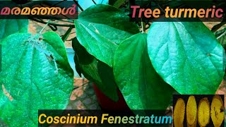 #Cosciniumfenestratum #മരമഞ്ഞൾ #treeturmeric