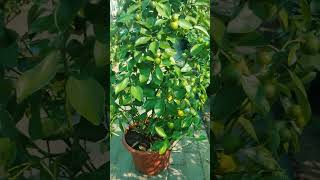 Calamansi available in stock