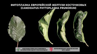 Фитоплазма европейской желтухи косточковых (Candidatus Phytoplasma prunorum)