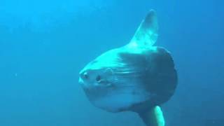 Mola Mola Sunfish sighting off of Cabrillo Beach