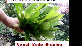 Nepali_Kade_Dhaniya  नेपाली काडे धनिया।