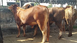 17 JUTAAN‼️JANTAN GEMUK SIAPAN QURBAN | Pasar Sapi Kerek Kab.Tuban