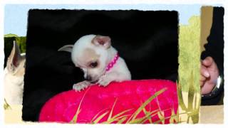 Venta Chihuahua