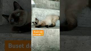 Kumong namanya jenis Kucing Siam #catlover #kucingsiam