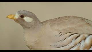 Sand partridge السفرج (الحجل الرملي) (Ammoperdix heyi)