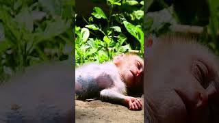 #monkey #babymonkey #monkeycry #newbabymonkey #newbornbaby #fbreel #facebook #short #shortvideos #Mo