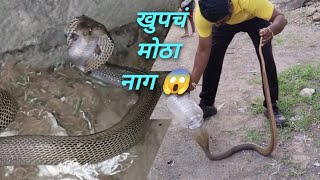 बापरे 😱किती मोठा नाग .|Very big cobra.