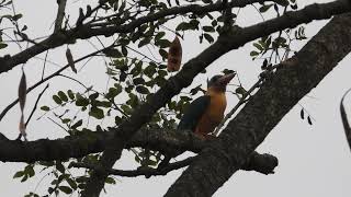 Stork billed kingfisher