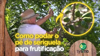 Como podar o pé de Seriguela para frutificação