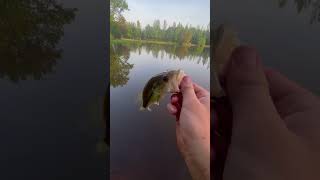 Bass On Spoon!!!#fishing #outdoors #bass #viral #youtubeshorts #trending #pondfishing