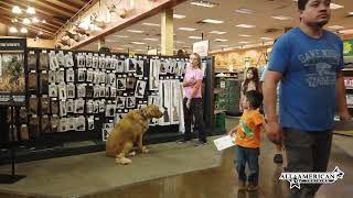 Golden Retriever Training Phoenix I Before & After I Board & Train Program I All-American K-9