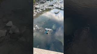 CRAZY BRIDGE JUMP 😨