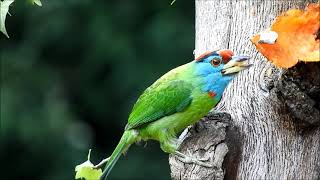 blue throated barbet 1