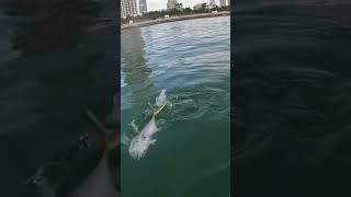 South Beach Jack Tows Kayak #fishing #miami #miamifishing