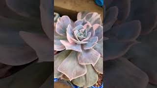 #succulent #garden #gardening #echeveria #plants #variegated #variegatedsucculent #shorts #short