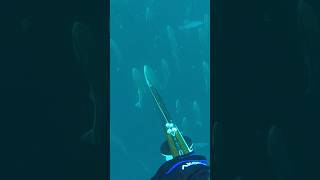 Giant Cobia and bull sharks #spearfishing #fishing #atlantic #shark #bullshark #cobia #florida