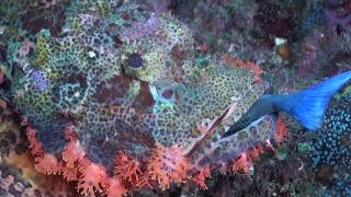 Tasseled Scorpionfish (Scorpaenopsis oxycephala) Eating a Red Toothed Triggerfish (Odonus niger)