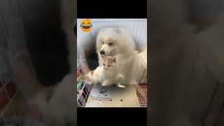 Funny animals 2023😆 - Funniest Cats and Dogs Video🐕🐈 #shorts