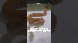 Baby Brazilian Rainbow Boa! Full video on this snake soon. #animals #snake #shorts #reptiles #viral