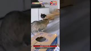 cat cute funny video /cute cat group/cat short clips