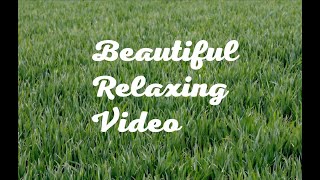 4K Relaxing rustle of grass for sleep and meditation.