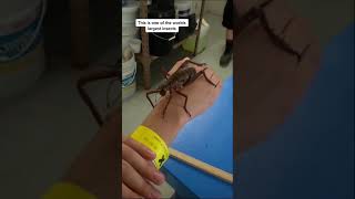 The World's Largest Insect on Video. #tiktok #shorts #insect #animal