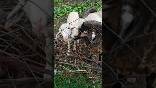 goat feeding while going home from work