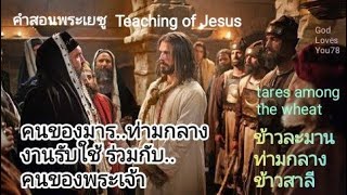 คำสอนพระเยซู 16 อธิบายอุปมา ข้าวละมานท่ามกลางต้นข้าวสาลี(Parable of tares among Wheat) อ.วิชเญนทร์