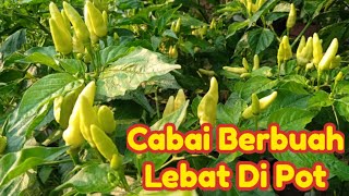 Cabai Tumbuh Subur Di Halaman Rumah