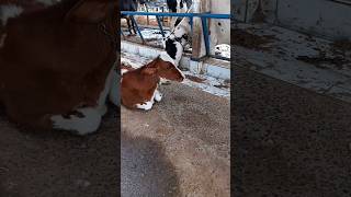 Fazenda com muitas vacas e bezerros vídeo completo em breve se inscrevam no canal para novidades