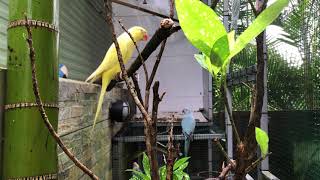 Yellow parrot and sky parrot