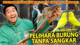 HUNTING BURUNG TANPA SANGKAR! PERTAMAKALI PELIHARA HEWAN INI GAK PAKE KANDANG!