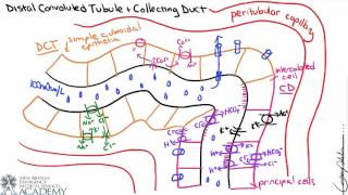 DCT and Collecting Duct