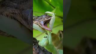 Incredible Encounter: Praying Mantis 🦗 and Lizard 🦎 #shorts #nature #wildlife #usa