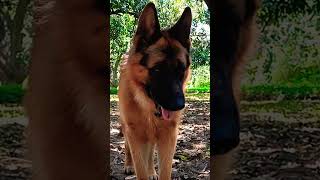 German shepherd stock coat male dog walking #viral #trending #music #youtubeshorts