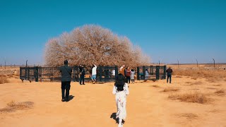 The Blessed Tree (Living Sahabi) in Jordan