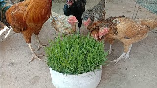 How to grow vegetables for chicken eat