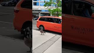 This goose wanted to take a taxi, but disagreed on the price😅 #goose #taxi #vancouver #funnyshorts