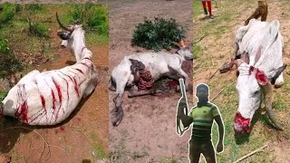 INNA lillahi Wa INNA ALAIHI RAJU UN, Kalli Yadda Aka Kashe Shanun Fulani a Nigeria 🇳🇬😭💔#Fulani#Hausa