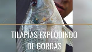 TILÁPIAS EXPLODINDO de GORDAS