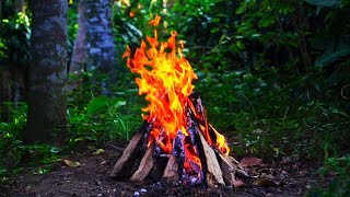 4K Cozy Campfire In the Forest — Relaxing Fireplace & Nature Sounds — Fire Crackling Sounds