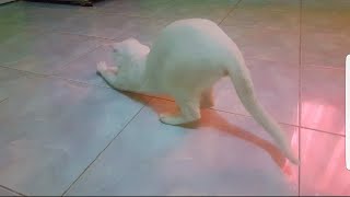 CAT VS BUG! CUT FUNNY MOMENT