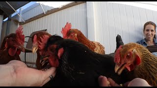 Treat time with the hens!