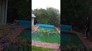 Two ducks in the pool caught on CCTV