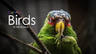 Colorful Birds On Planet Earth 4K - Scenic Wildlife Film With Calming Music