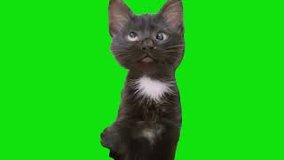 Confused Cross Eyed Cat Green Screen Meme Template