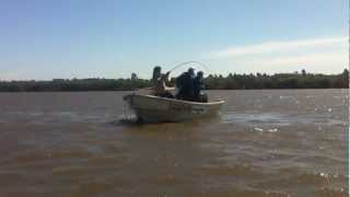 Dorado 20 Kg en Salto Uruguay