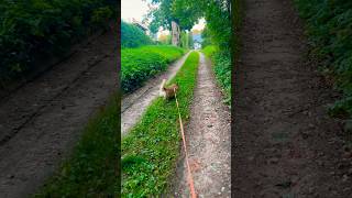 My Corgi: Exploring Country Roads 🦊🧡🧐🌳🌲🌾🥰