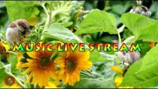 MUSIC LIVE STREAM